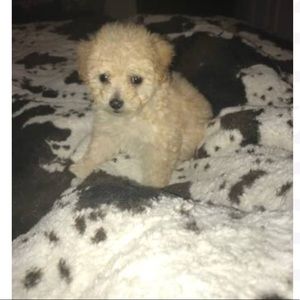 Meet your Posher, Tilly